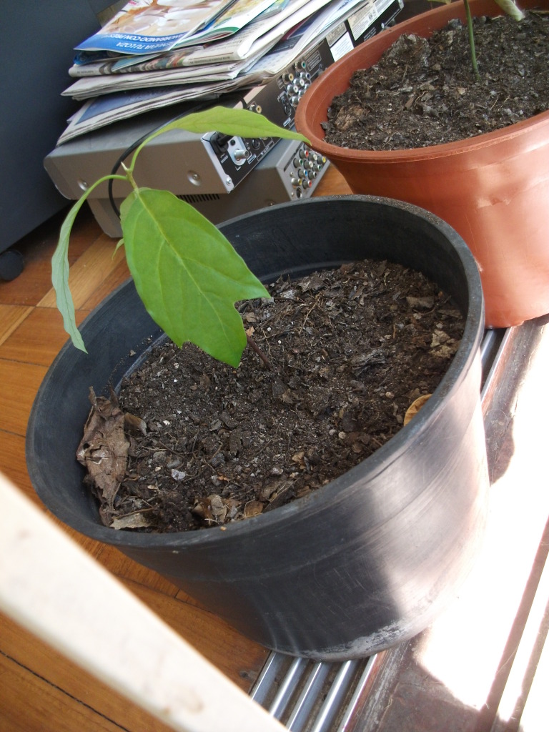 DSCF4515.jpg