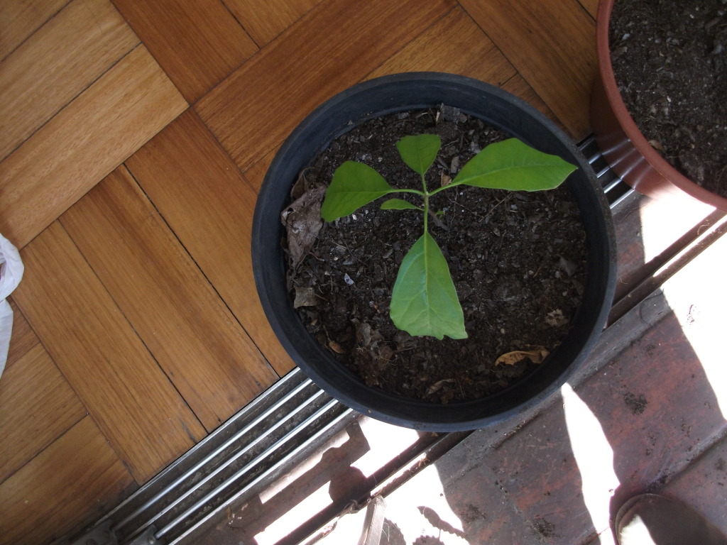 DSCF4516.jpg