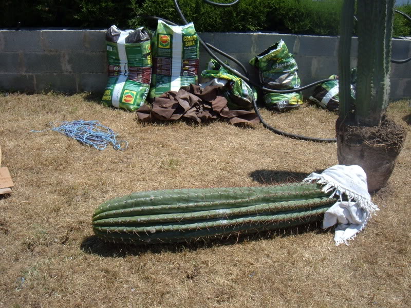 DSCF4633.jpg