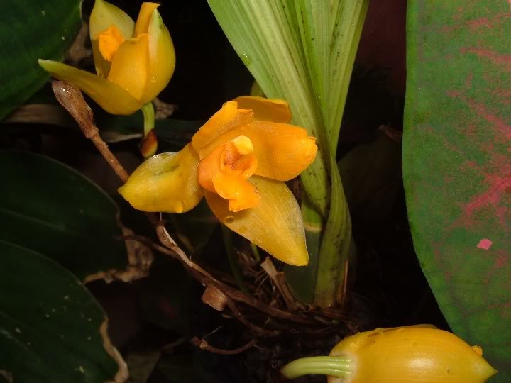 DSCF4658.jpg