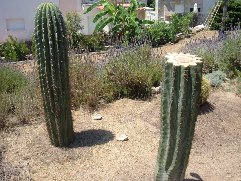 DSCF4699.jpg