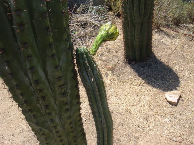 DSCF4701.jpg