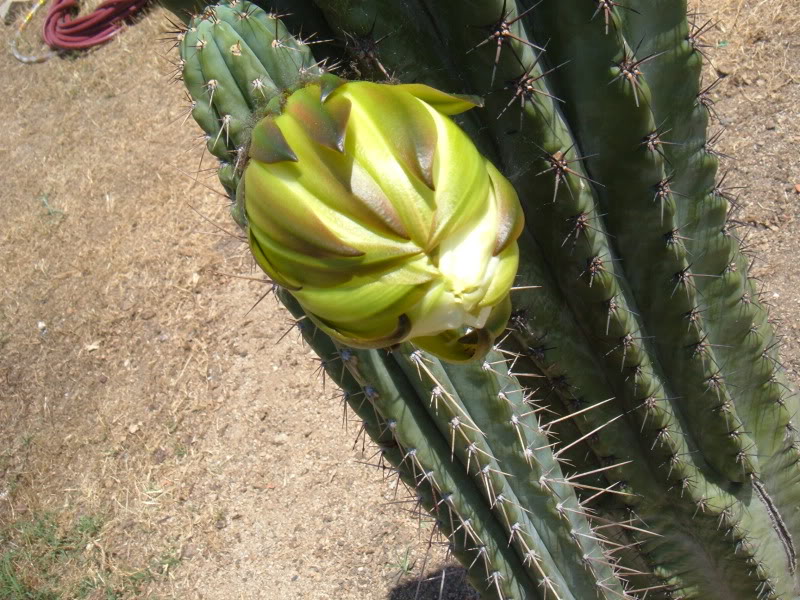 DSCF4704.jpg