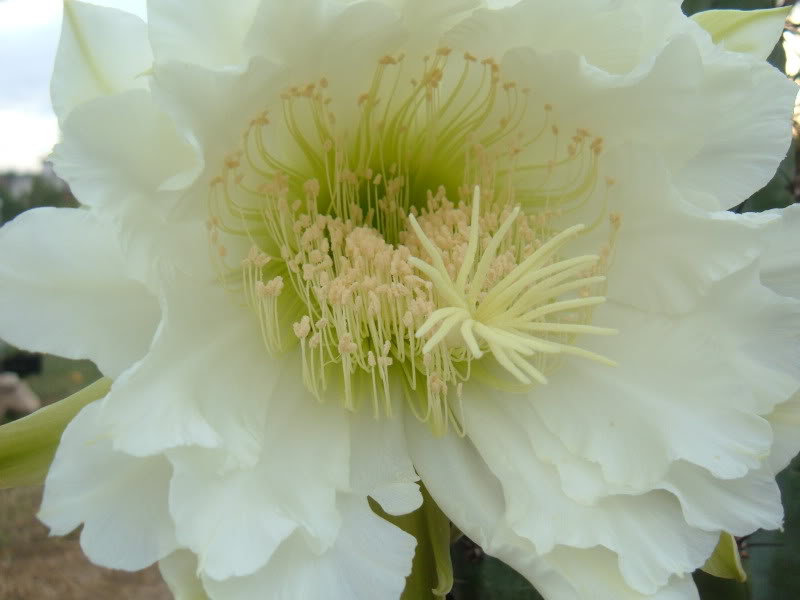 DSCF4713.jpg