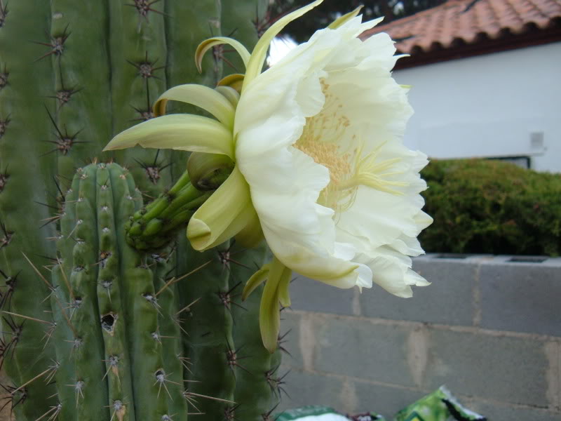 DSCF4714.jpg