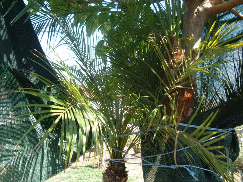 DSCF4747.jpg