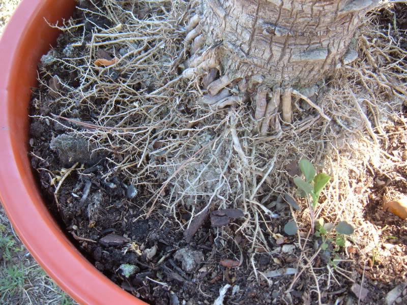DSCF4749.jpg