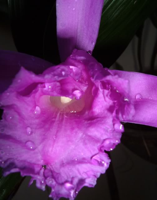 DSCF4796.jpg