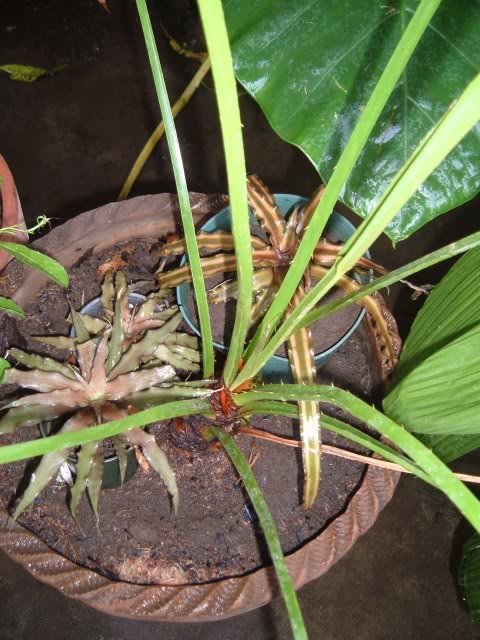 DSCF4901-1.jpg