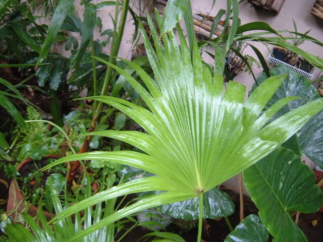 DSCF4902.jpg