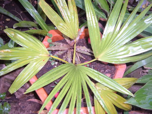 DSCF4923.jpg