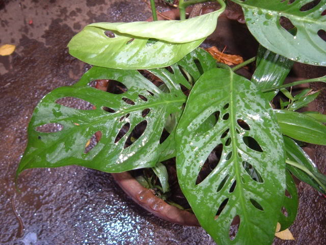 DSCF4969.jpg
