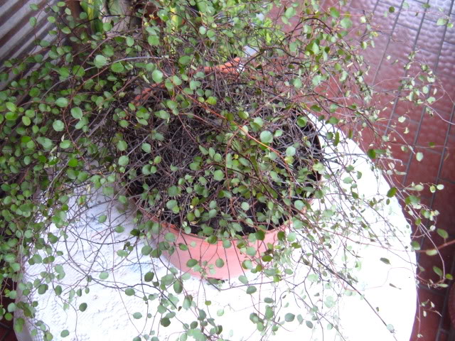 DSCF5006.jpg