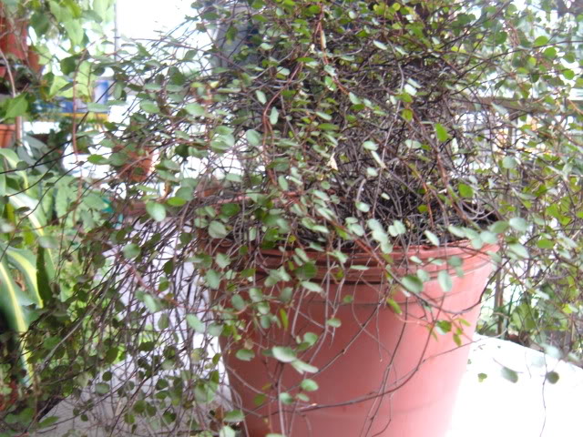 DSCF5008.jpg