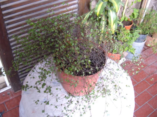 DSCF5009.jpg