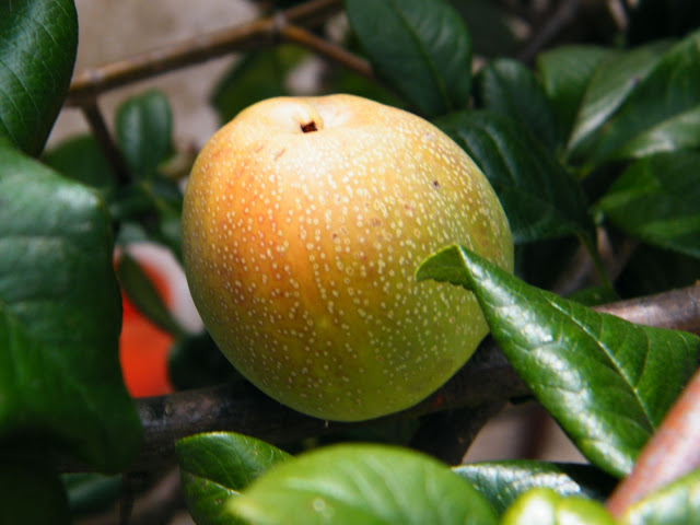 DSCF5095.JPG