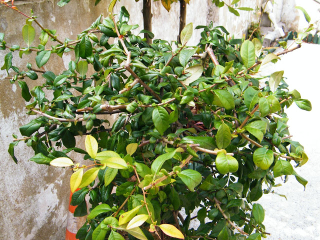 DSCF5098.JPG