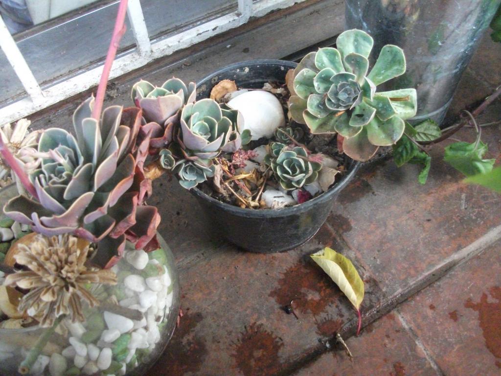 DSCF5565_zpsb8de5359.jpg