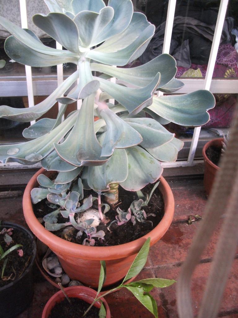 DSCF5611_zps9c25cb33.jpg