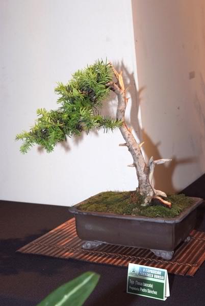 DSCF6101.jpg