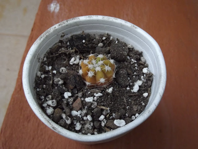 DSCF6482.JPG