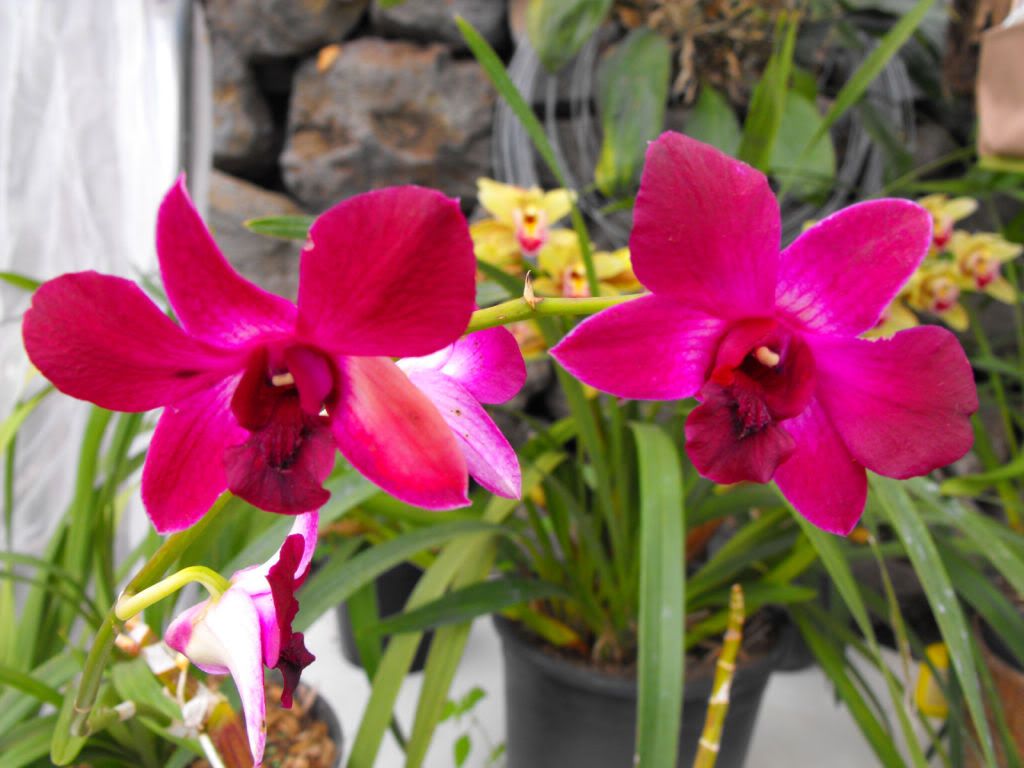 DSCF6830.jpg