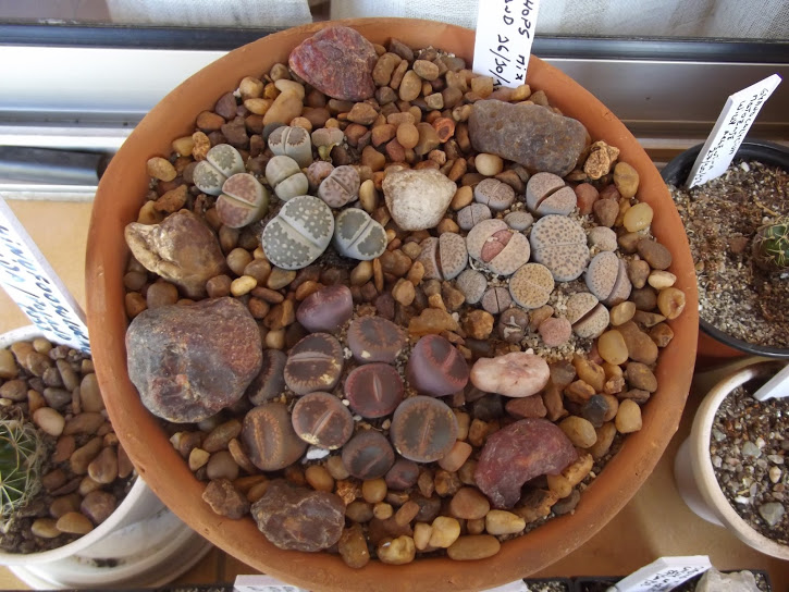 DSCF7231.JPG