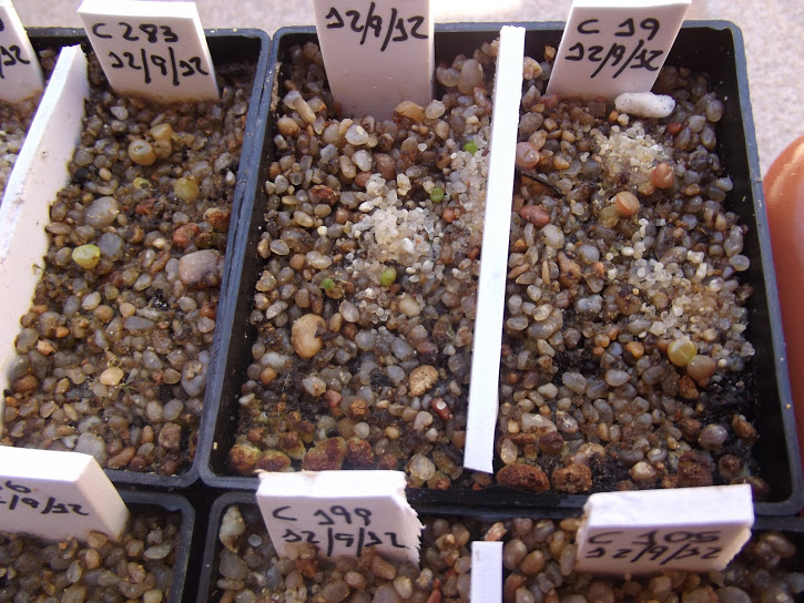 DSCF7247.JPG