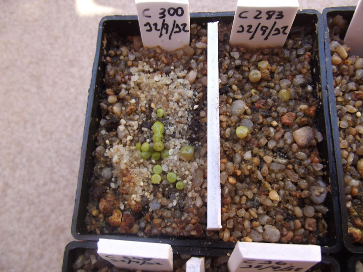 DSCF7248.JPG