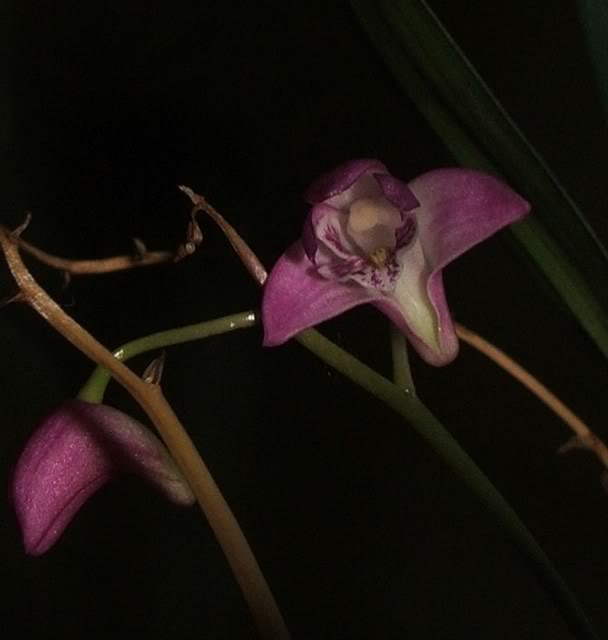 DSCF7336.jpg