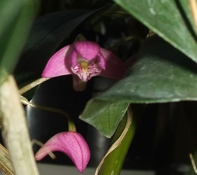 DSCF7346.jpg