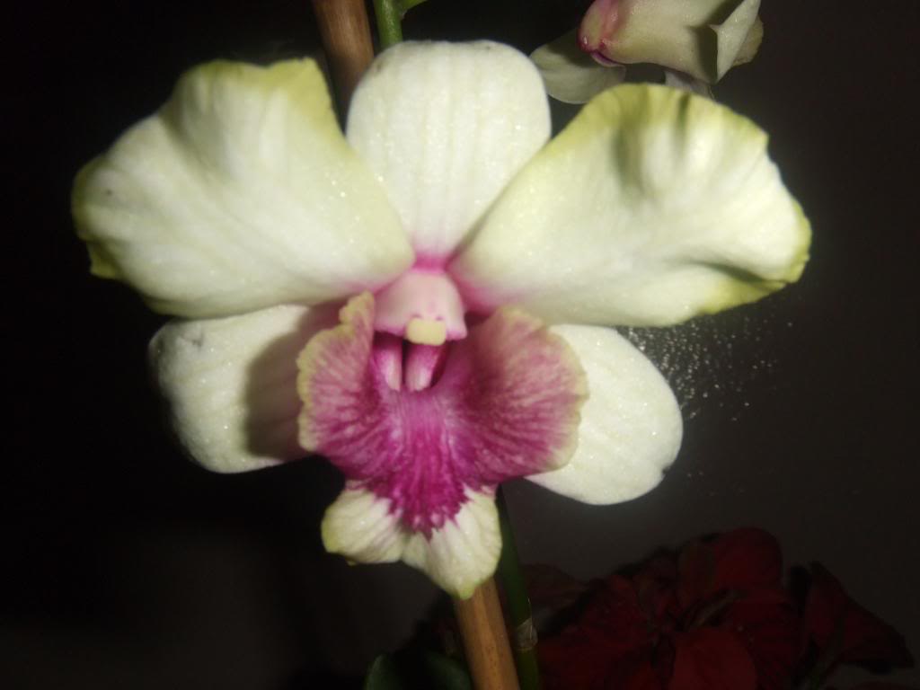 DSCF7467.jpg