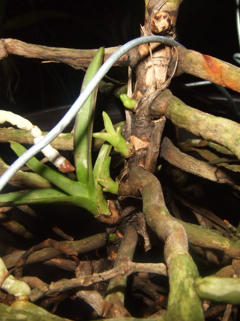 DSCF7871.jpg