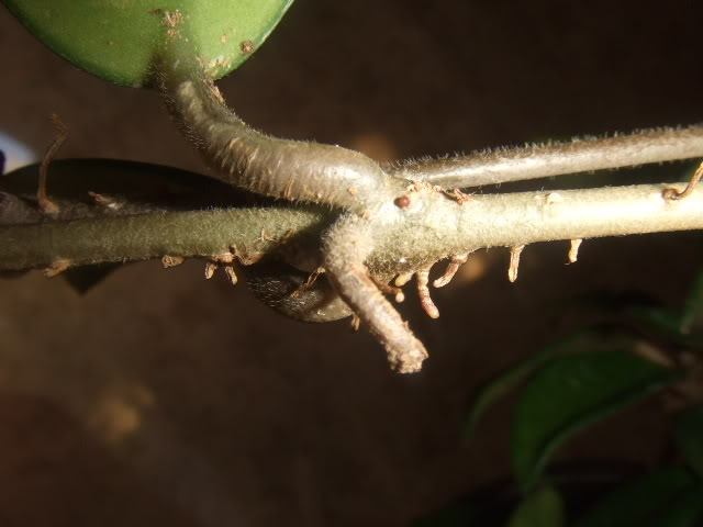 DSCF7881.jpg