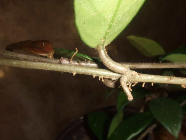 DSCF7883.jpg