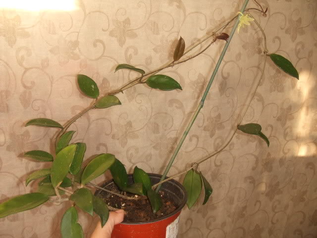 DSCF7888.jpg