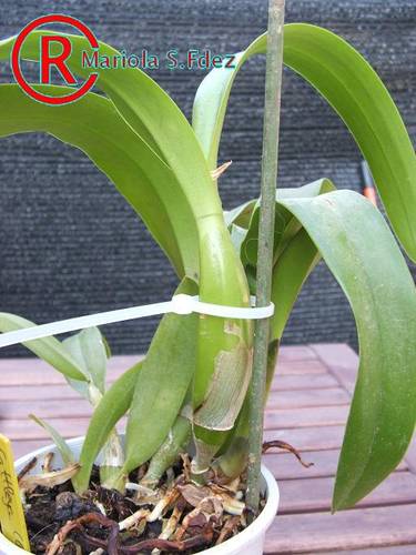 DSCF821230.JPG