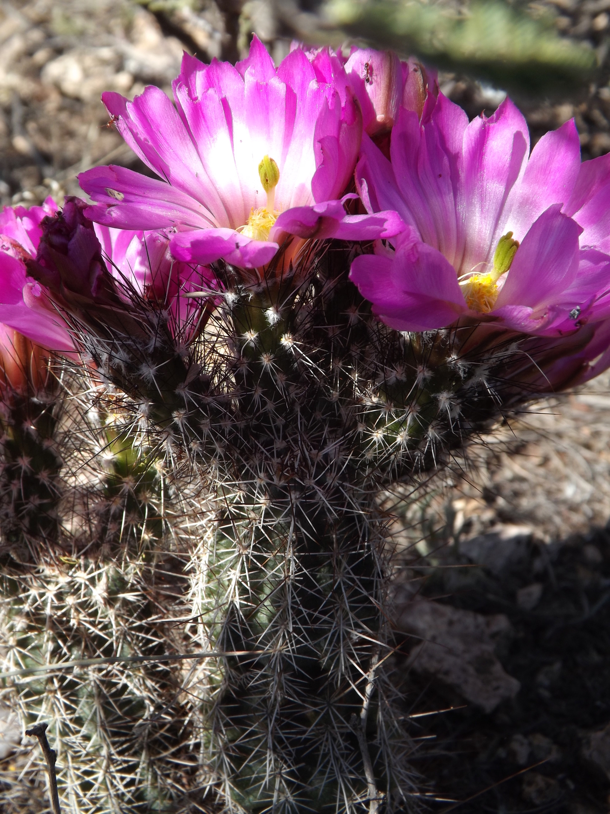 DSCF8256.jpg