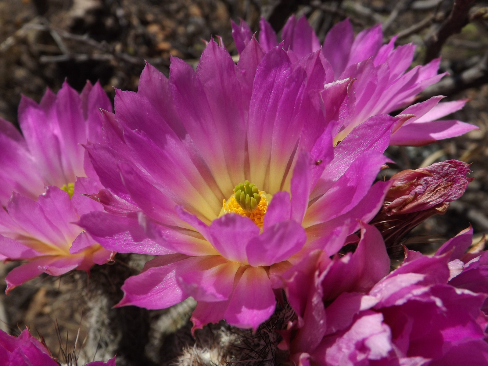 DSCF8264.jpg