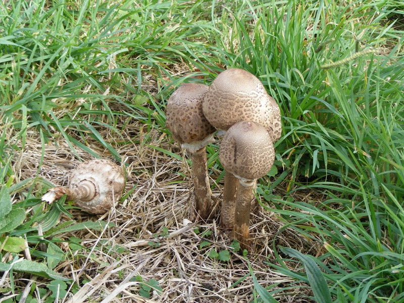 DSCF8383.JPG