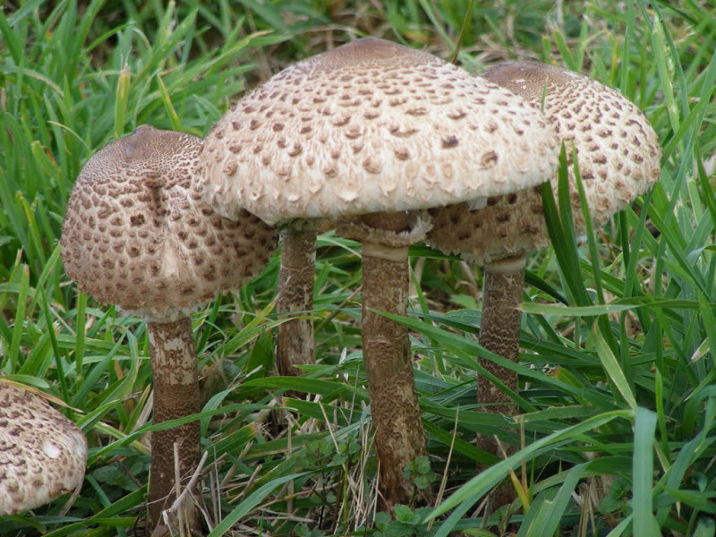 DSCF8386.JPG