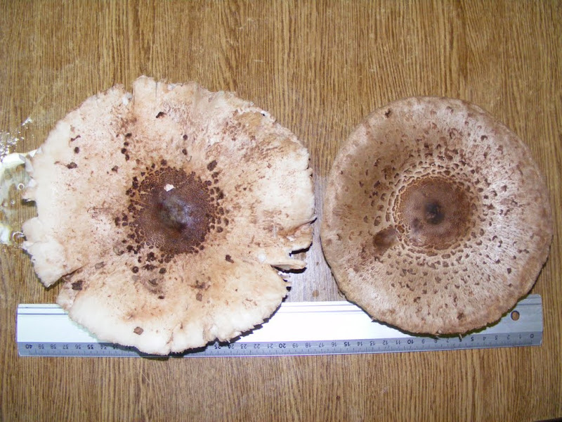 DSCF8390.JPG
