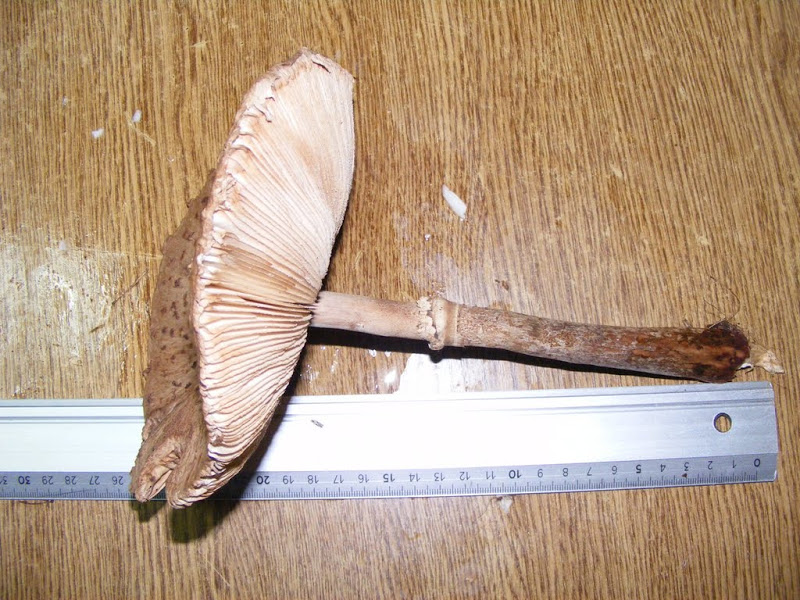 DSCF8392.JPG