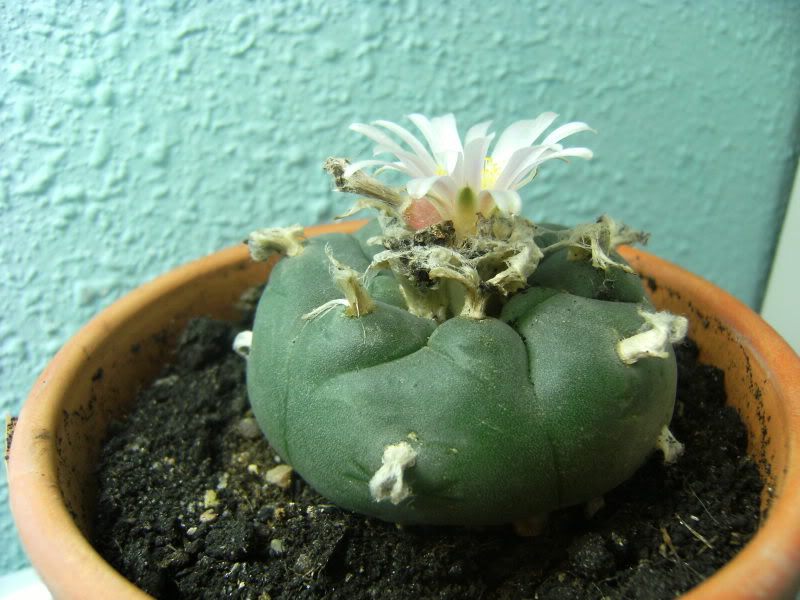 DSCF9177.jpg