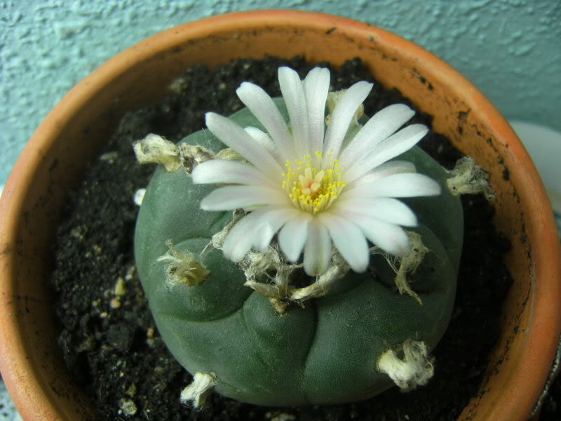 DSCF9178.jpg