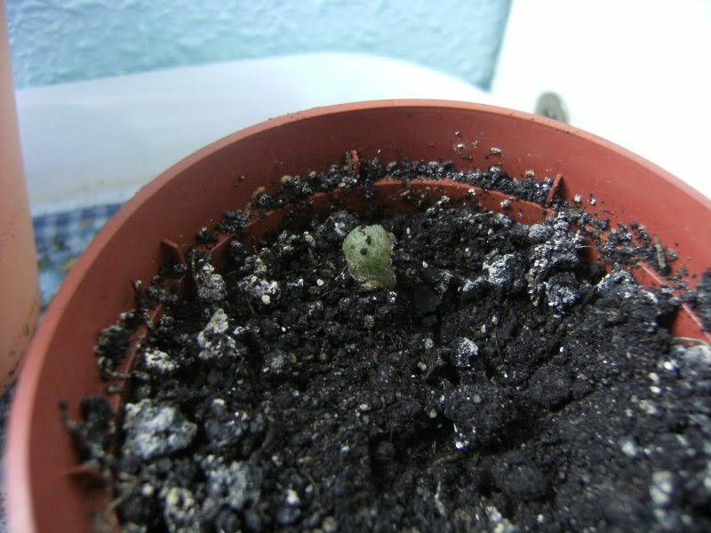 DSCF9179.jpg