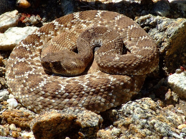 DSCF9184.JPG