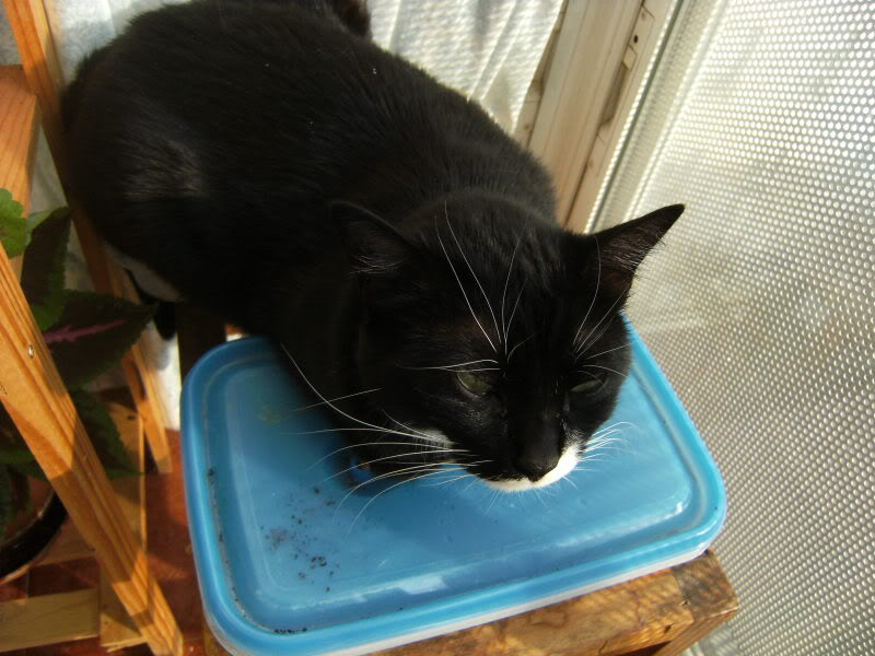 DSCF9429.jpg