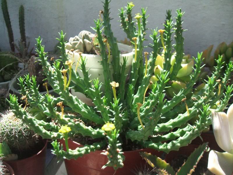DSCF9869_800x600.jpg