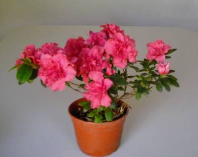 DSCI0008red1.jpg